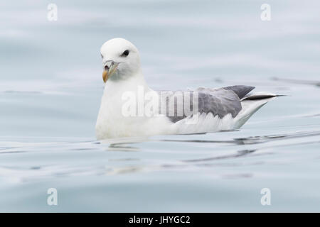 Nördlichen Fulmar (Fulmarus Cyclopoida Auduboni), Erwachsenen schwimmen Stockfoto