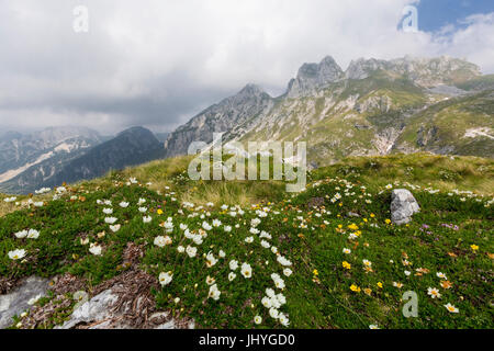 Blumenwiese im Mangart, Triglav Nationalpark, Slowenen - Blumen am Mangart Triglav National park, Slowenien, Blumenwiese am Mangart, žclimb Stockfoto