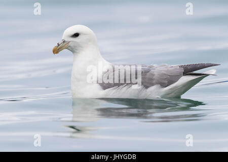 Nördlichen Fulmar (Fulmarus Cyclopoida Auduboni), Erwachsenen schwimmen Stockfoto