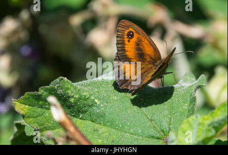 Gatekeeper Schmetterling (Pyronia Tithonus), AKA Hedge Brown, angesiedelt auf einem Blatt im Sommer im südlichen England, UK. Stockfoto