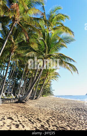 Top-Strand-Blick auf ruhigem Wasser, Palmen und Sandstrand in den frühen Morgen Top Wintertag in Palm Cove Stockfoto