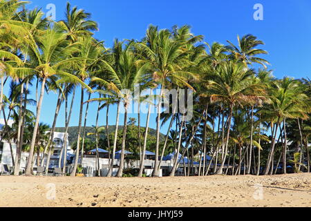 Top-Strand-Blick auf ruhigem Wasser, Palmen und Sandstrand in den frühen Morgen Top Wintertag in Palm Cove Stockfoto