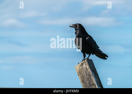 Nahaufnahme eines einzigen Raben (Corvus Corax) thront auf einem Pfosten, starrte auf der einen Seite, vor blauem Himmel Stockfoto