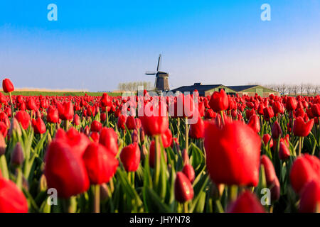 Felder von roten Tulpen umgeben die typische Windmühle, Berkmeer, Gemeinde Koggenland, Nord-Holland, Niederlande, Europa Stockfoto