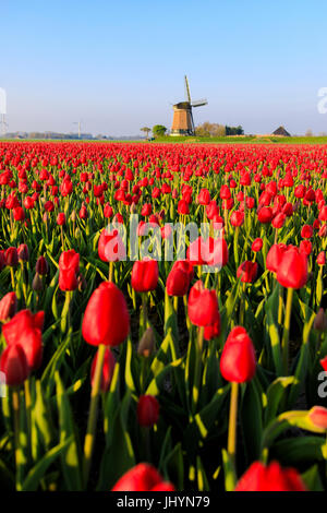 Felder von roten Tulpen umgeben die typische Windmühle, Berkmeer, Gemeinde Koggenland, Nord-Holland, Niederlande, Europa Stockfoto