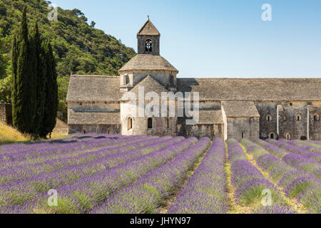 Lavendel Ernte vor Senanque Abbey, Gordes, Vaucluse, Provence-Alpes-Cote d ' Azur, Frankreich, Europa Stockfoto