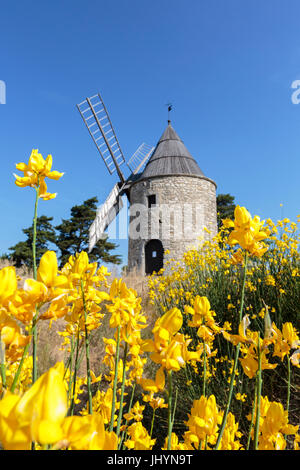 Saint-Elzear Windmühle mit gelben Blüten im Vordergrund, Montfuron, Alpes-de-Haute-Provence, Cote d ' Azur, Frankreich Stockfoto