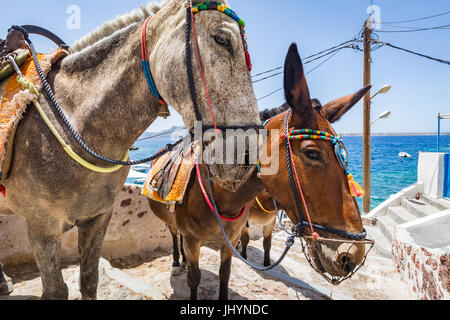 Esel und Maultiere nehmen Touristen und waren von Oia am unteren Rand die Schritte unten, Santorini, Cyclades, griechische Inseln, Griechenland Stockfoto