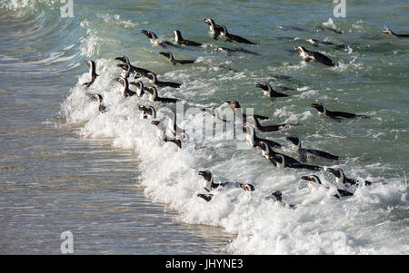 Pinguine schwimmen auf die Flut am Boulders Beach, Boulders Pinguinkolonie in Simons Town, Kap-Halbinsel, Südafrika, Afrika Stockfoto