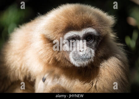 Weibliche Gibbon Monkeyland Primate Sanctuary in Plettenberg Bay, Südafrika. Afrika Stockfoto