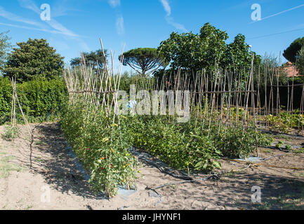 Reihen von verschiedenen Tomatenpflanzen mit roten und grünen mediterranen Früchten im Gemüsegarten Stockfoto