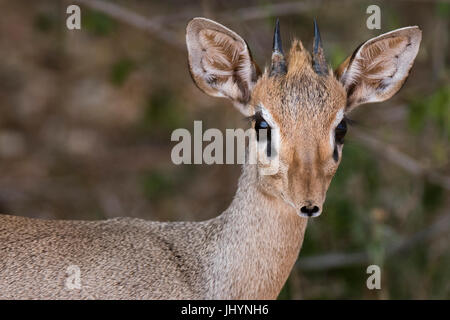 Porträt von einem Kirk-Dikdiks (Madoqua Kirkii), Samburu, Kenia, Ostafrika, Afrika Stockfoto