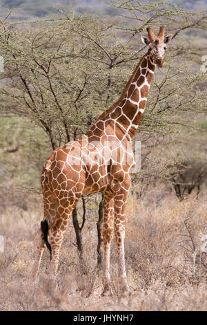 Giraffe (Giraffa Plancius Reticulata), retikuliert Kalama Conservancy, Samburu, Kenia, Ostafrika, Afrika Stockfoto