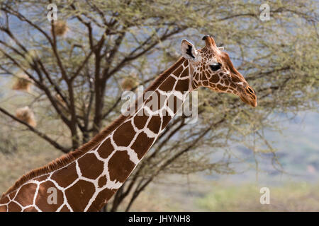 Ein Porträt einer netzförmigen Giraffe (Giraffa Plancius Reticulata), Kalama Conservancy, Samburu, Kenia, Ostafrika, Afrika Stockfoto