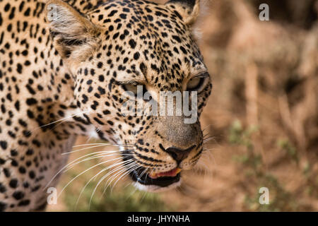 Porträt eines Leoparden (Panthera Pardus), Samburu National Reserve, Kenia, Ostafrika, Afrika Stockfoto