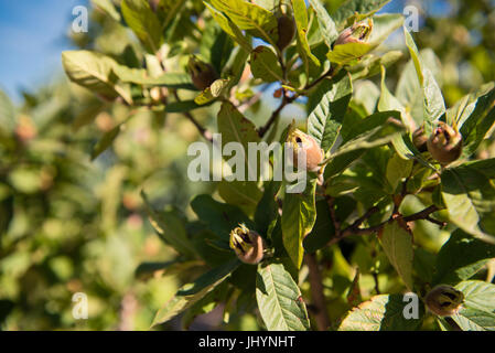 Mispel Ast hautnah mit vielen unreifen braune Früchte im Obstgarten Stockfoto