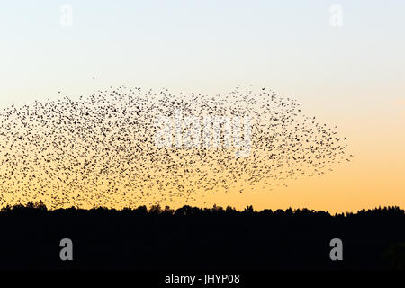 Große Herde von Dohlen fliegen über den Wald Stockfoto