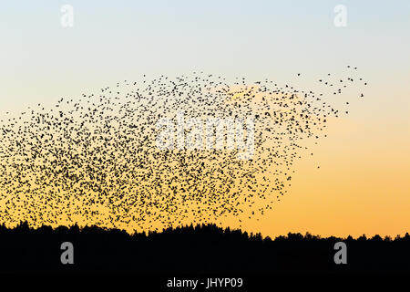 Große Herde von Dohlen in der Silhouette, die fliegen über den Wald Stockfoto