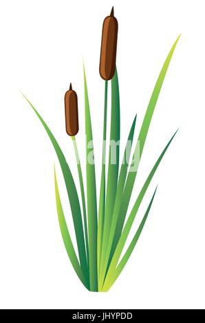 Sumpf Stöcke Wasser Reed Pflanze Rohrkolben Green Leaf Grass Umwelt Swamp, See und Fluss. Vektor-Illustration-Website und mobile app-Design. Stock Vektor