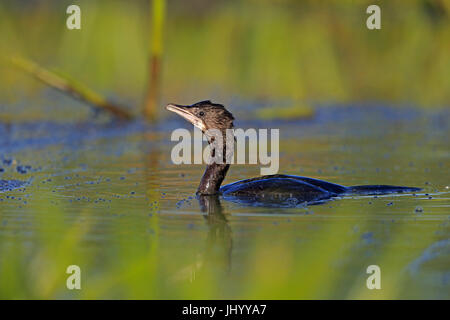 Pygmy Kormoran Schwimmen im rumänischen Donaudelta Stockfoto