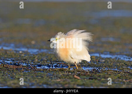 Squacco Heron im Donaudelta Rumäniens Stockfoto