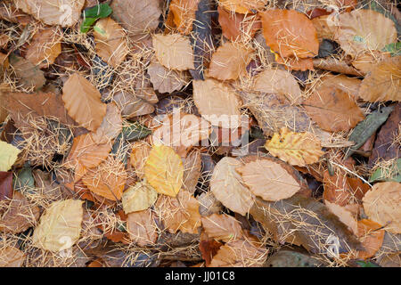Herbstliche Buche Baum Blätter am Boden, Chipping Campden, Cotswolds, Gloucestershire, England, Vereinigtes Königreich, Europa Stockfoto