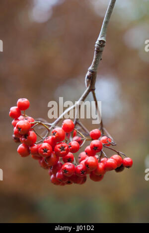 Rowan Beeren, Gloucestershire, England, Vereinigtes Königreich, Europa Stockfoto