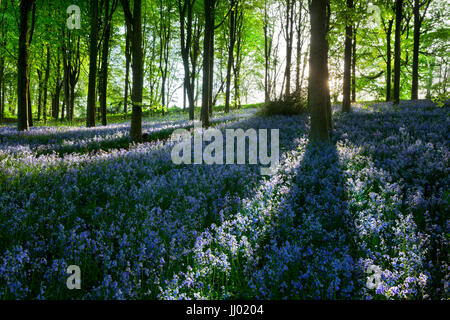 Bluebell Holz, Chipping Campden, Cotswolds, Gloucestershire, England, Vereinigtes Königreich, Europa Stockfoto