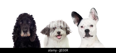 Schwarze und weiße Hunde an der Kamera auf einem weißen Hintergrund suchen Stockfoto
