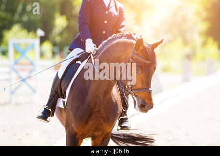 Schließen Sie herauf Bild von Pferd mit Reiter im Reitsport Dressurprüfungen. Details der Reitsport Ausrüstung Stockfoto