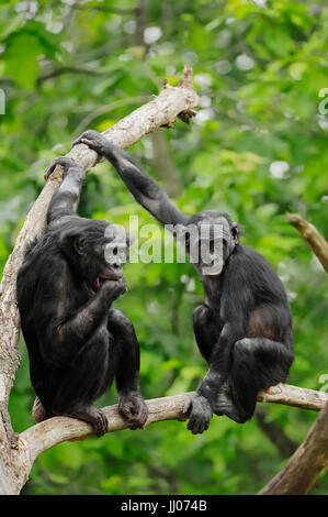 Bonobo / (Pan Paniscus) / Pygmy Schimpanse | Bonobo / (Pan Paniscus) / Zwergschimpanse Stockfoto