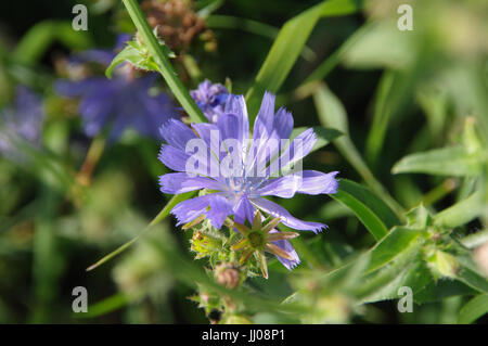 Chicorée-Blume auf der Wiese. Nahaufnahme von lila Blüten in einer natürlichen Umgebung. Stockfoto