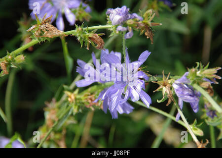 Chicorée-Blume auf der Wiese. Nahaufnahme von lila Blüten in einer natürlichen Umgebung. Stockfoto