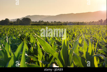 Junger Mais Plantage Landschaft bei Sonnenuntergang Stockfoto