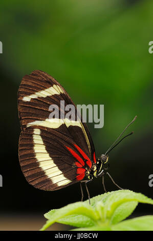 Die Hewitson Longwing / (Heliconius Hewitsoni) | Passionsblumenfalter / (Heliconius Hewitsoni) / Passionsfalter Stockfoto