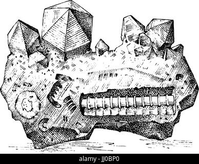 Versteinerte Pflanzen, Steinen und Mineralien, Kristalle, Urzeittiere, Archäologie oder Paläontologie. Fragment-Fossilien. gravierte handgezeichnete im alten Skizze und Vintage-Stil. Stock Vektor
