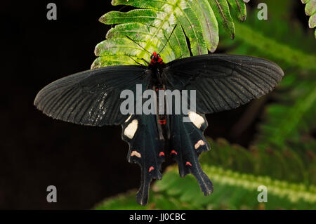 Helen rot / (Papilio Helenus) | Gelbe Helene / (Papilio Helenus) Stockfoto