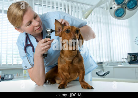 Tierarzt Doktor machen eines Dackels-Check-up Stockfoto