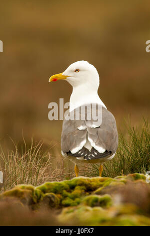 Geringerem Black-backed Gull (Larus Fuscus) auf Cairngorm National Park, Schottland Stockfoto