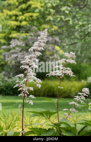 Rodgersia Podophylla. Rodgers' Bronze-Blatt Blumen Stockfoto