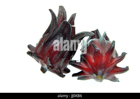 Hibiscus Sabdariffa oder Roselle Früchten isoliert auf weiss Stockfoto