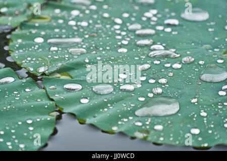 Silberne Wassertropfen auf einem Lotus Seerose nach Regen. Stockfoto