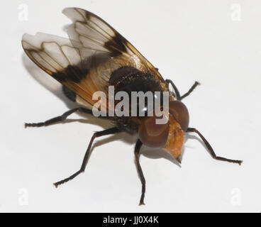 Die große Pied-Hoverfly oder Pellucid fliegen (Volucella Pellucens) imitiert eine Biene in Größe, Form und Färbung als Schutz vor Plünderung. Stockfoto