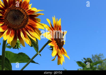 Zwei Sonnenblumen gegen blauen Himmel Stockfoto