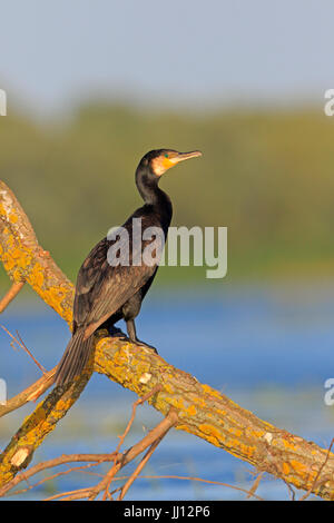 Kormoran im Donau-Delta-Rumänien Stockfoto