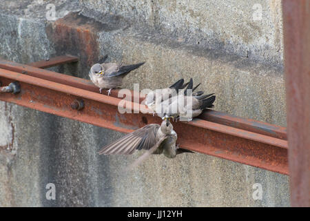 Crag Martin Jungvögel (Ptyonoprogne Rupestris)-Familie von Altvogel bei Rimplas in den französischen Alpen gefüttert Stockfoto