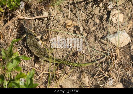 Weibliche westliche Smaragdeidechse (Lacerta Bilineata) sonnen sich in der Nähe von Rimplas in den französischen Alpen Stockfoto