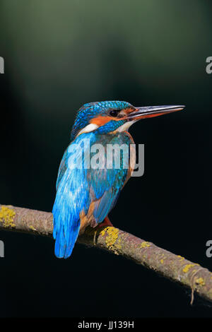 Weiblicher Eisvogel im Donau-Delta-Rumänien Stockfoto