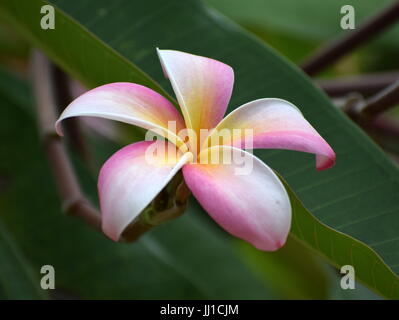 Schöne einzelne Blume sehr detaillierte Stockfoto