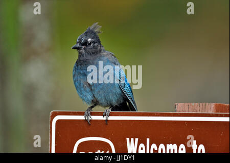 Steller's Jay (Cyanocitta Stelleri), Bijou Falls Provincial Park, Britisch-Kolumbien, Kanada Stockfoto